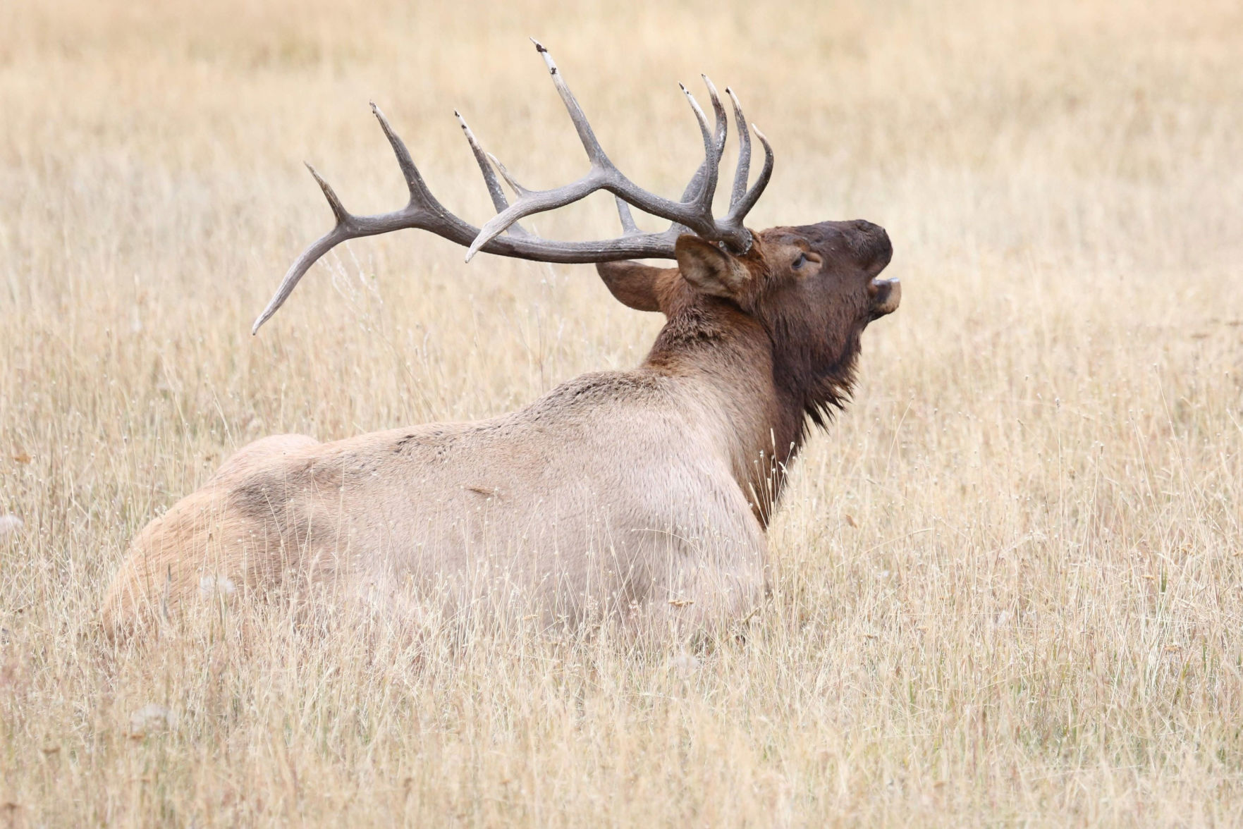 Bull elk in Montana near Yellowstone National Park